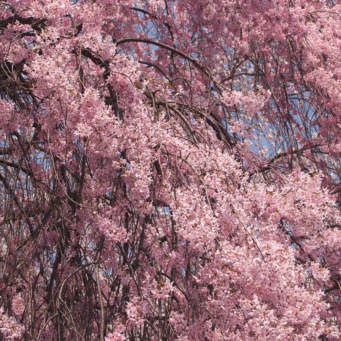 高島公園桜